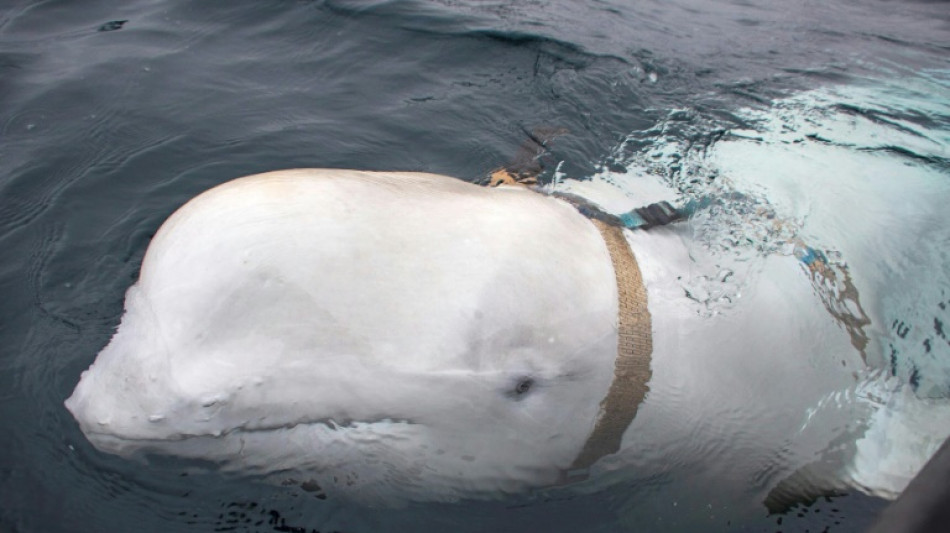 Beluga whale spotted in France's Seine river