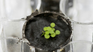 Scientists successfully grow plants in soil from the Moon