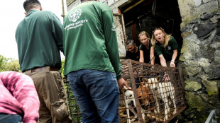 Mercado na Indonésia proíbe comércio de carne de gato e cachorro