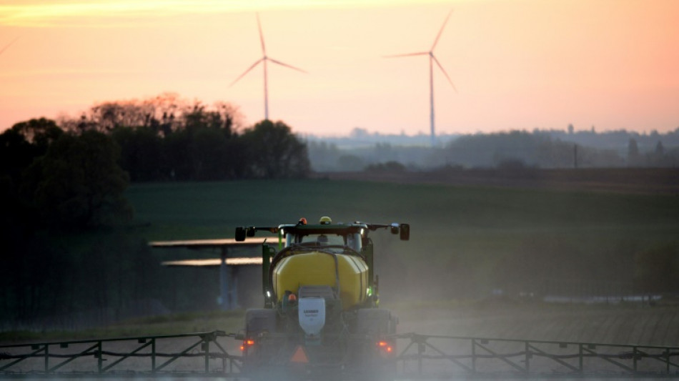 Herbicide interdit par l'UE: les semis de la dernière chance pour les endiviers