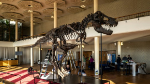 T-Rex skeleton on show in Zurich before auction