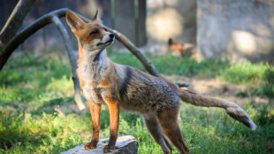 Fur flies as red fox terrorizes humans in US Capitol rampage