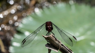 Wissenschaftsnetzwerk mahnt zu Ausweisung von Schutzgebieten