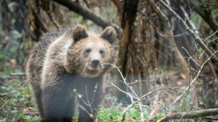 Romania sanctuary seeks to save bears as hunting resumes