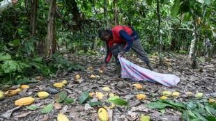 Top producer Ivory Coast fears for cocoa output after rains