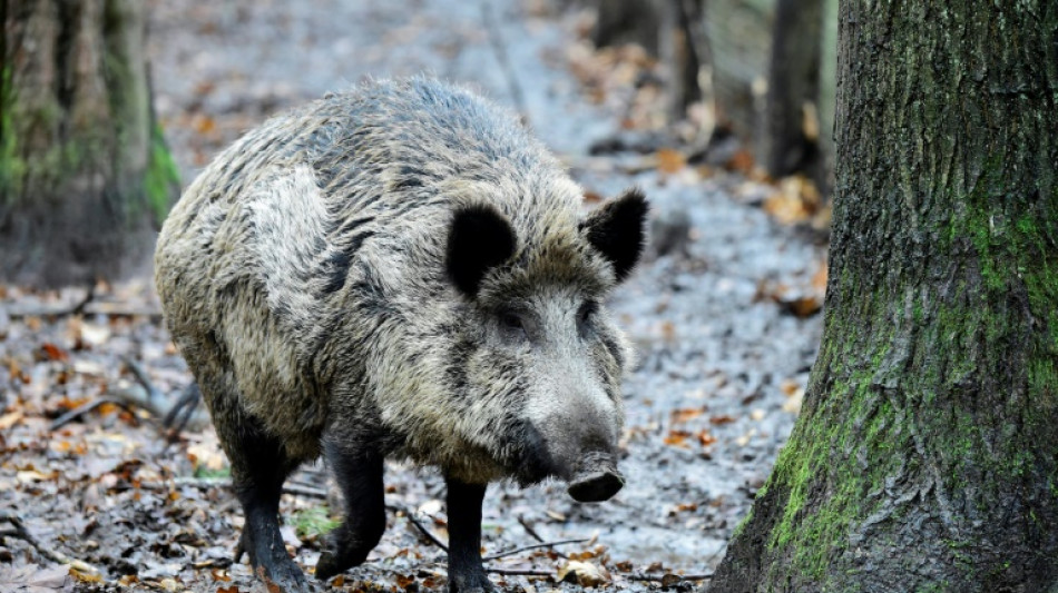 Frau stößt in Hagen auf Wildschwein in Wohnzimmer