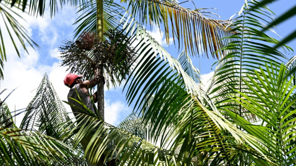 El 'boom' del açaí, una amenaza para la Amazonía