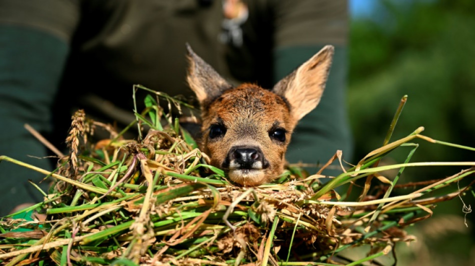 Dans la campagne belge, mission matinale pour "sauver Bambi"