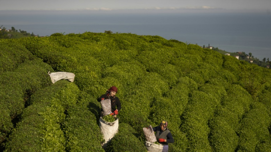 Fear brews in Turkey's landslide-plagued tea hills 